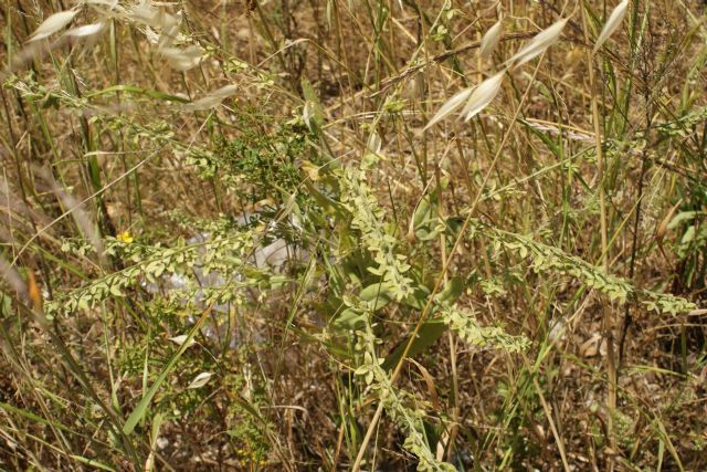 Cynoglossum creticum